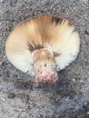 Russula ventricosipes