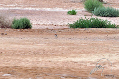Charadrius asiaticus