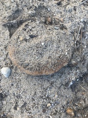 Russula ventricosipes
