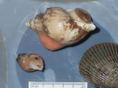 Buccinum cyaneum