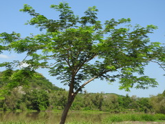 Enterolobium