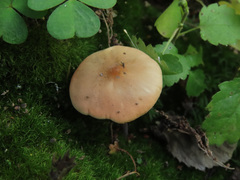Macrocystidia cucumis