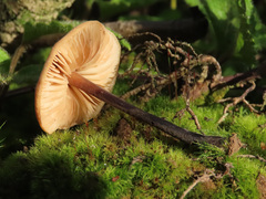 Macrocystidia cucumis