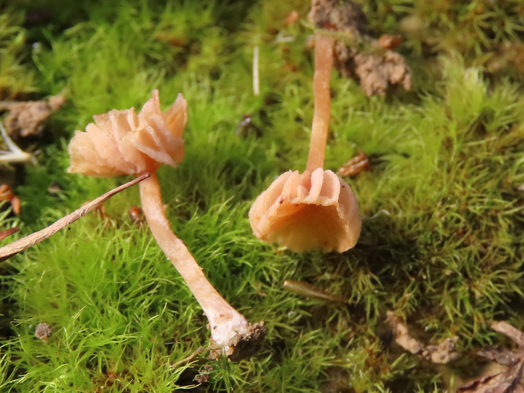 Laccaria impolita