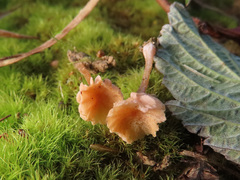 Laccaria impolita