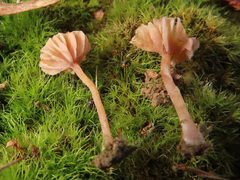 Laccaria impolita