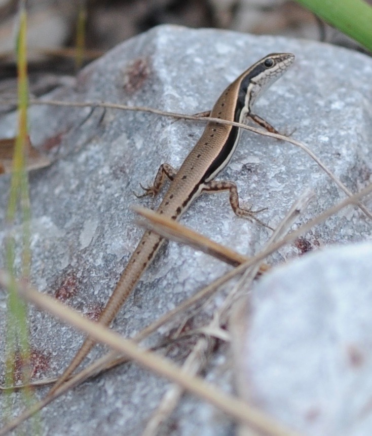 Ornate Soil-Crevice Skink