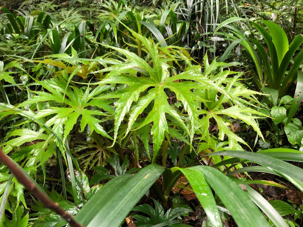 Begonia pedatifida (Begonia pedatifida)