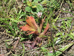 Castilleja moranensis