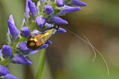 Nemophora dumerilella