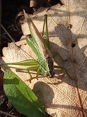 Conocephalus fuscus
