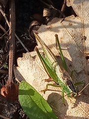 Conocephalus fuscus