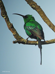 Nectarinia famosa cupreonitens