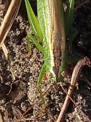 Conocephalus fuscus
