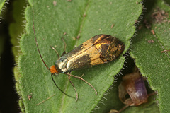 Nemophora dumerilella