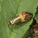 Nemophora dumerilella - Photo (c) rbr20, some rights reserved (CC BY-NC), uploaded by rbr20