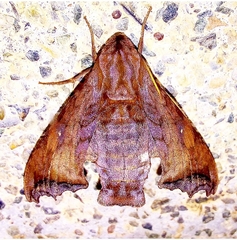 Nyceryx riscus