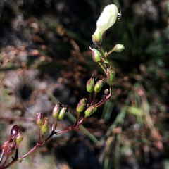 Penstemon multiflorus