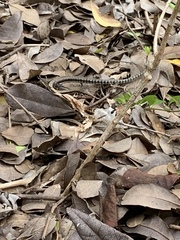 Pholidoscelis polops