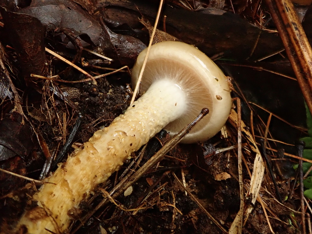 Ringed limacella