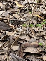 Pholidoscelis polops