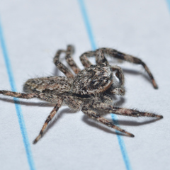 Platycryptus undatus