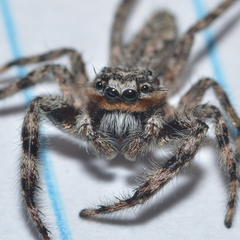 Platycryptus undatus