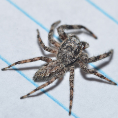 Platycryptus undatus