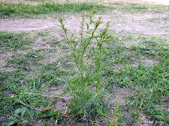Lepidium bonariense