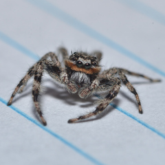 Platycryptus undatus