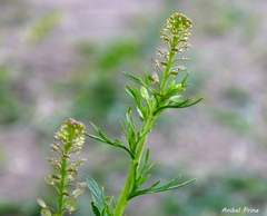 Lepidium bonariense
