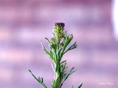 Lepidium bonariense