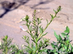 Lepidium bonariense