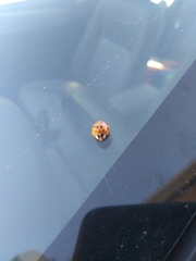 Harmonia axyridis