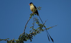 Vidua regia
