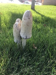 Coprinus comatus