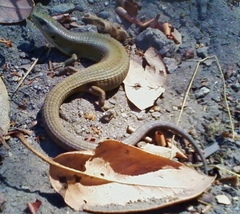 Elgaria coerulea coerulea