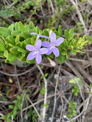 Oplonia spinosa