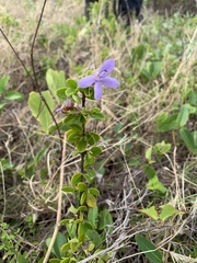 Oplonia spinosa