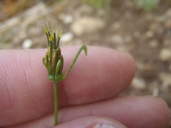 Bidens heterosperma