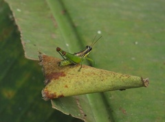 Liebermannacris dorsualis