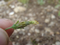 Bidens heterosperma