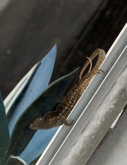 Anolis sagrei