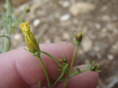 Bidens heterosperma