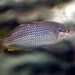 Eastern Rainbowfish - Photo (c) 
opencage, some rights reserved (CC BY)