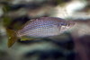 Eastern Rainbowfish - Photo (c) 
opencage, some rights reserved (CC BY)