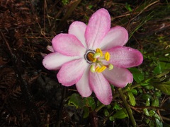 Passiflora cumbalensis