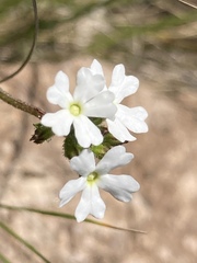 Glandularia platensis