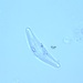 Cymbella affinis - Photo (c) ferretbadger84,  זכויות יוצרים חלקיות (CC BY-NC), הועלה על ידי ferretbadger84