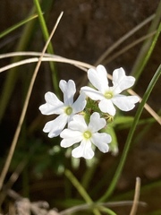 Glandularia platensis